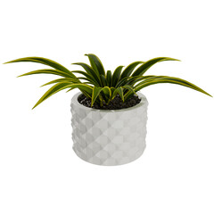 3d render plant in the pot vase with transparent background
