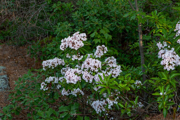 Shawangunk Ridge, New York, USA