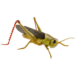 3d render Green Grasshopper animal close up with transparent background