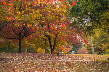 Beautiful fall in Oakland Cemetery in East Side. The Victorian-style cemetery covers 48 acres (19.4 hectares) was established in 1896. It is the oldest and largest grave yard in the area. 