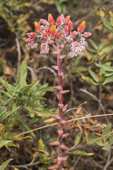 Tall flower stalk with buds on an iceplant