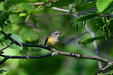 Cute colorful female American Redstart Warbler sits perched in a tree 