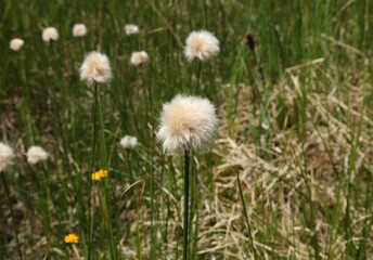 Wild native grass with white seed tuft in Beartooth Mountains, Montana