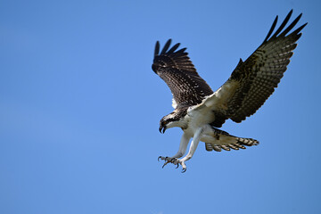 Osprey Bird in flight with wings spread and talons out as it descends downwards