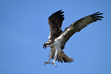 Osprey Bird in flight with wings spread and talons out as it descends downwards