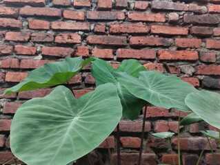 leaves from taro plants planted in front of the house. natural background