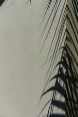 Blurred shadow from palm leaves on light cream wall.