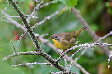 Male Common Yellowthroat Warbler perched on a branch