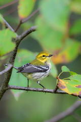 Close up of a Black-throated Green warbler bird perched on a branch