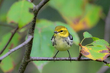 Close up of a Black-throated Green warbler bird perched on a branch