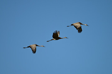Obraz premium Autumn scene of three Sandhill Cranes in flight during fall migration