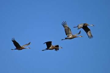 Autumn scene of four Sandhill Cranes in flight during fall migration