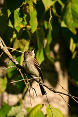 Close up of a cute little Eastern Wood Peewee Flycatcher bird perched in a tree looking for flies