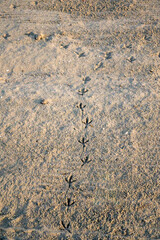 Bird Tracks On A Sandy Beach