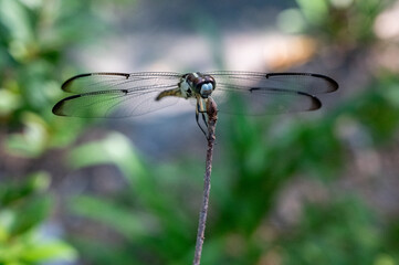 Great Blue Skimmer Dragonfly With Bokeh