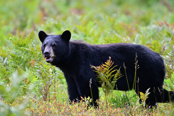 Autumn scene of a Black Bear walking through a blueberry patch inside Algonquin Park in Ontario...