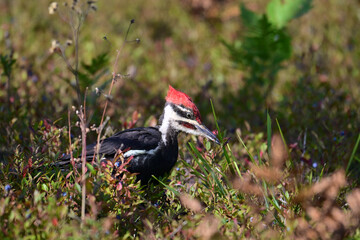 Female Pileated Woodpecker in a blueberry field eating berries