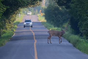 Autumn scene of a White-tailed Deer buck walking across a country road