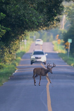 Autumn scene of a White-tailed Deer buck walking across a country road