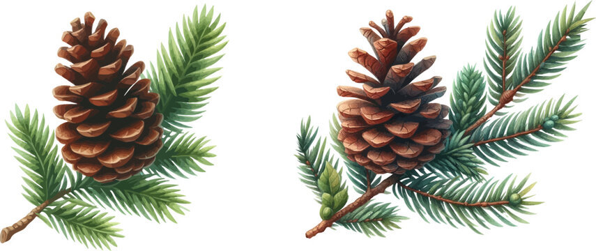 Pine cone vector icon set.Christmas tree with green pine cone branches isolated on white baqckground. Fir tree branches with cones.