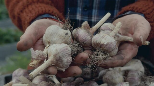 Unrecognizable male farmer holding handful of garlic bulbs above crate with crops picked in vegetable garden. Close-up view