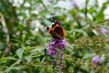 Red admiral butterfly (Vanessa Atalanta) perched on summer lilac in Zurich, Switzerland