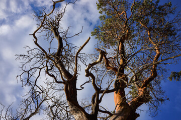 Unusual tree from below with clouds and blue sky background