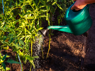 a man waters tomatoes in a greenhouse in the garden with a green watering can