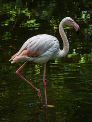pink flamingo on the pond