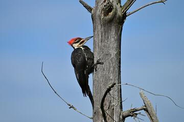 Male Pileated Woodpecker sits perched on the side of a dead tree against a blue summer sky