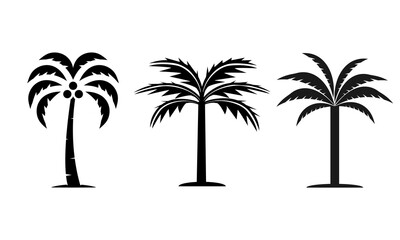 Fototapeta premium Three Different Styles of Palm Trees