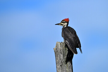 Male Pileated Woodpecker sits perched on the side of a dead tree against a blue summer sky