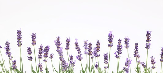 Naklejka premium A cluster of lavender sprigs, each topped with small purple flowers