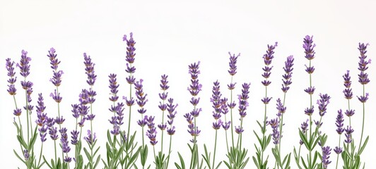 Naklejka premium A cluster of lavender sprigs, each topped with small purple flowers