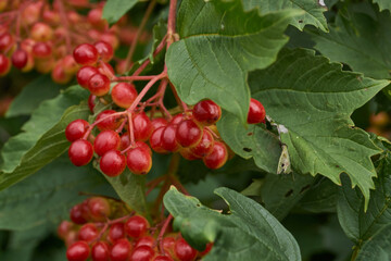 In the garden of the country house ripen bunches of viburnum. Summer 2015.