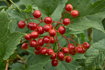 In the garden of the country house ripen bunches of viburnum. Summer 2015.