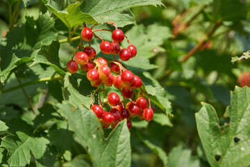 In the garden of the country house ripen bunches of viburnum. Summer 2015.