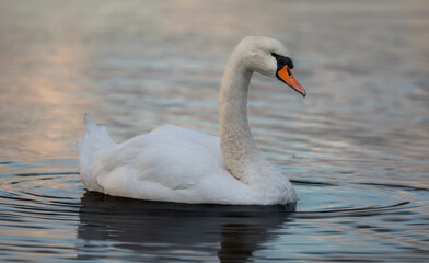 white swan on the water