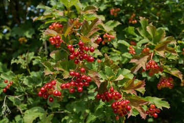 In the garden of the country house ripen bunches of viburnum. Summer 2015.