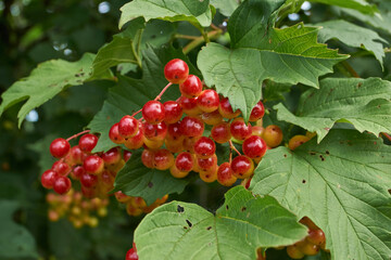 In the garden of the country house ripen bunches of viburnum. Summer 2015.