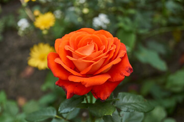 Roses are blooming in the garden of the country house. Summer.