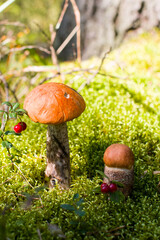 aspen trees, a white mushroom growing nearby and a sprig of red lingonberry, Autumn forest landscape