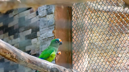 Cackatoo or Parrots in the bird cage. The beauty of Colorful bird