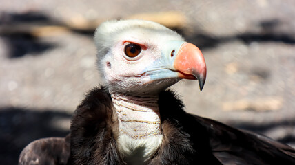 The headshot of white headed vulture (trigonoceps occipitalis)