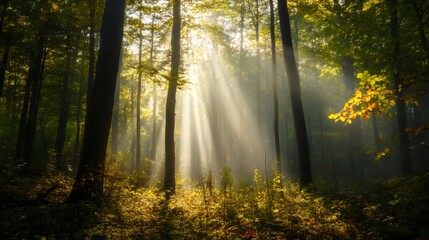 Sunbeams shining through the trees in a dense forest.