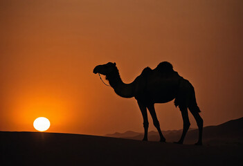 Camel silhouette at sunset, orange light