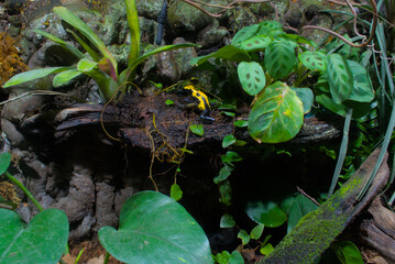 Black and yellow frog, known as the mining toad or dart frog