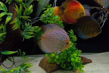 White discus fish with orange spots and blue tones