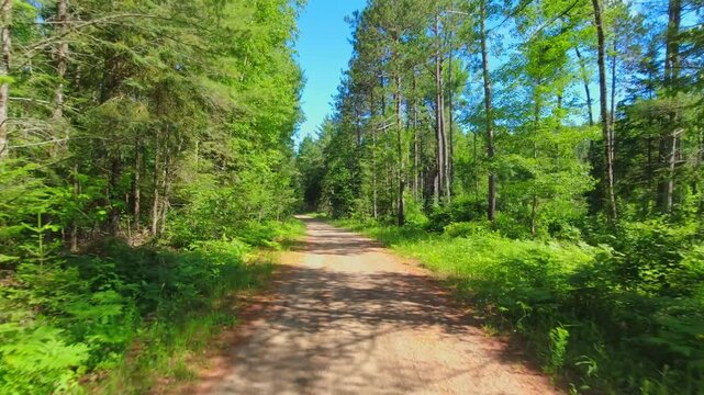 Scenic hiking and off road trail in the forest with vibrant fir and pine green trees. Northern Vancouver, BC, Canada wilderness. Canadian nature scenic road background. Driving plate pov crown land.