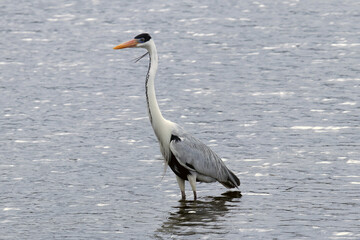 Garça-Real-Europeia no detalhe de sua beleza posando para fotos na lagoa de Guaratiba - Maricá - RJ